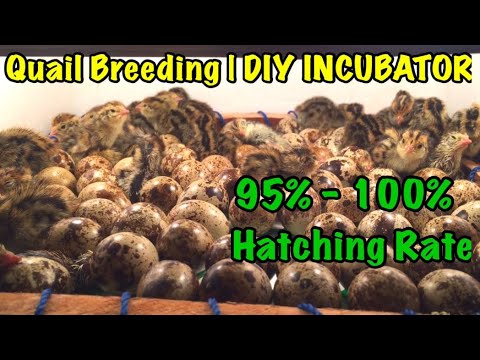 Video: Paano Gumawa Ng Isang Pugo Incubator