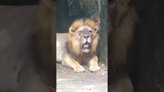 The Lion King Rambo by Hewan Penghibur 119 views 2 weeks ago 3 minutes, 6 seconds