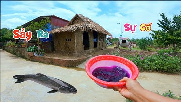 Lần Đầu Cho Cá Trắm Đen Ở Bể Mới Ăn Ốc Và Nhà Tranh Vách Đất Sắp Xong Thì Gặp Sự Cố / Quế Nghịch