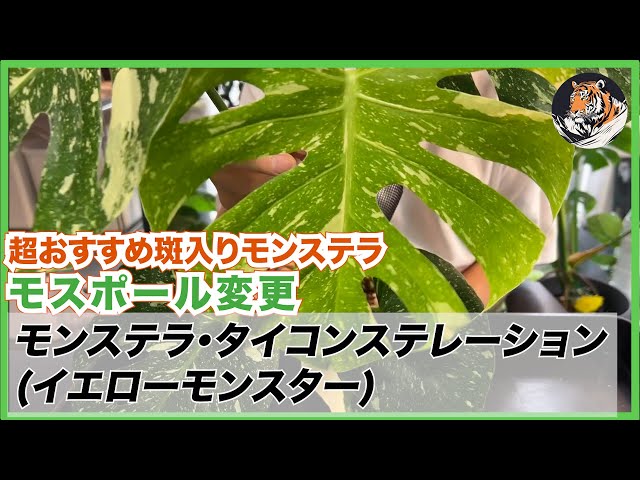 モンステラ デリシオーサ タイコンステレーション クリーム 黄斑 斑入り b モンステラ 斑入り デリシオーサ タイコンステレーション クリーム
