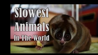 Meet The Slowest Animals Of The World by Leska R 57 views 7 years ago 5 minutes, 54 seconds