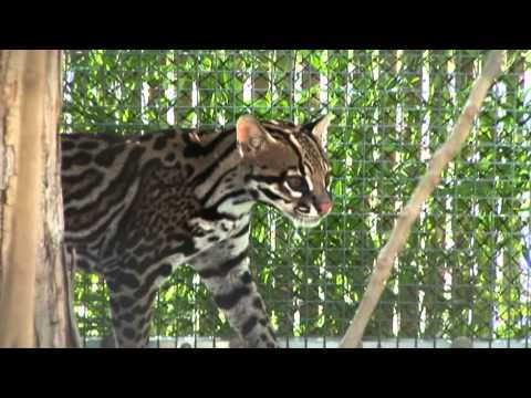 RAINFOREST PYRAMID UPDATE: Cooper the ocelot