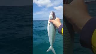 'Blood Warning' - Australian Salmon Catch, These Fish Must Be Bleed Upon Capture.