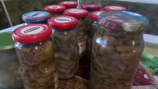 Простой рецепт приготовления на зиму очень вкусных маринованных грибов Простой рецепт приготовления на зиму очень вкусных маринованных грибов