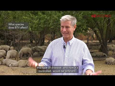 Bluetongue disease -