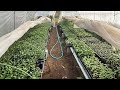 ต้นกล้าผักไทย ในญี่ปุ่น เดือน เม.ย.2569 Thai vegetables seedlings 🌱 