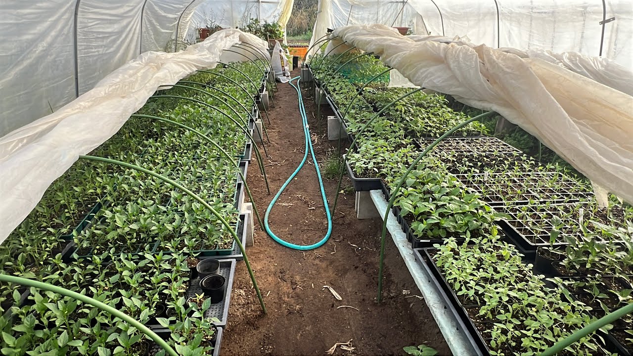ต้นกล้าผักไทย ในญี่ปุ่น เดือน เม.ย.2569 Thai vegetables seedlings 🌱 