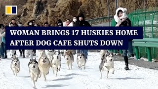 Chinese woman brings 17 huskies home after dog cafe shuts down