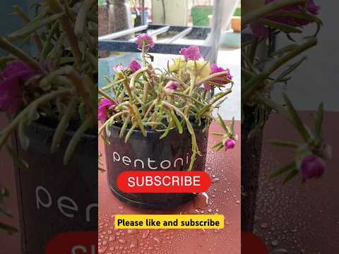 Growing Flowers Plant Plants Gardening Flowers Nature Relaxingmusic Music