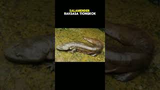 Hewan Purba Yang Masih Hidup