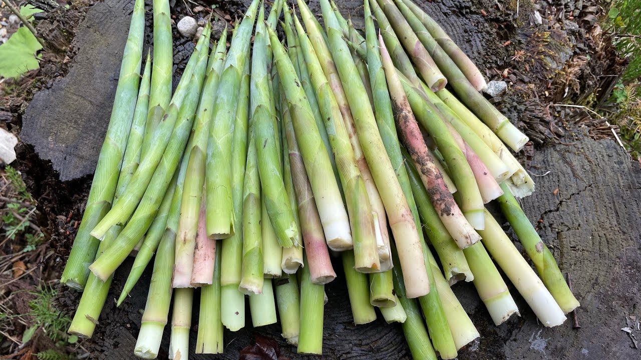 หาหน่อไม้ตามธรรมชาติ ชมชนบทญี่ปุ่นที่คุณอาจไม่เคยเห็น!!!