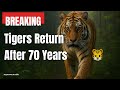 Kazakhstan Reintroduces Amur Tigers: Central Asia’s Top Predator Returns