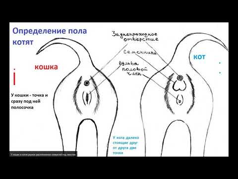 Вопрос: Как определить породистая ли кошка?