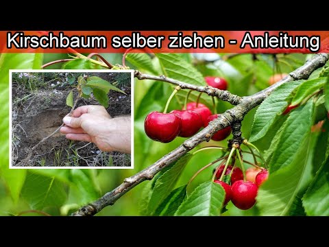 Video: Kirschbaumstecklinge pflanzen - Wie man einen Kirschbaum durch Stecklinge vermehrt