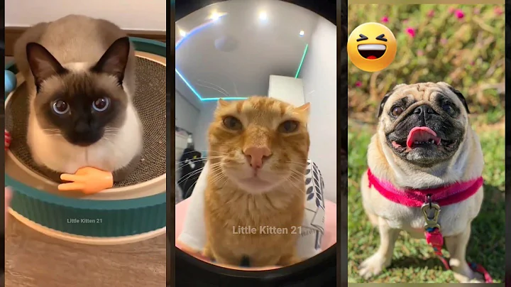 Watch the video about Cat videos 🐱 kitten meowing call ❤️ #WeAreCats #4892