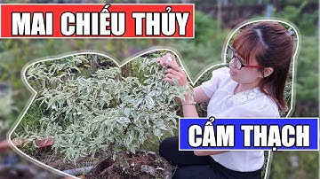 Mai Chiếu Thủy Cẩm Thạch Bonsai | Ngân 0386569374