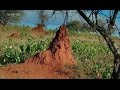 Le monde secret des termites