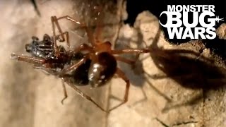 Rufus Comb Footed Spider vs Spitting Spider | MONSTER BUG WARS