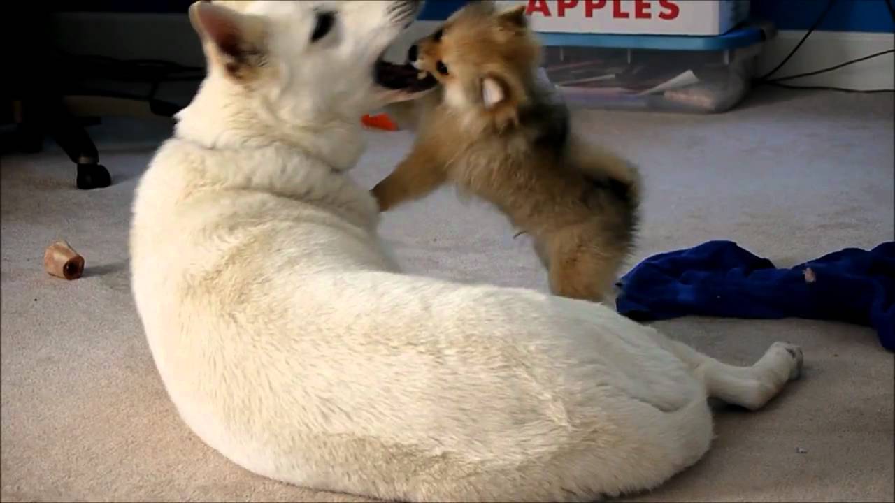 Cute German Shepherd Playing With Pomeranian Puppy - YouTube