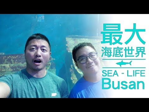 韓國最大海底世界？跟著企鵝一起跳舞＠釜山 SEA-LIFE水族館