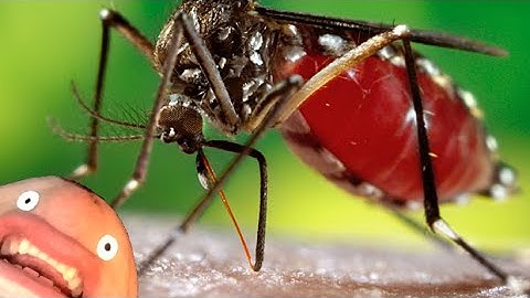 TOP 5 MOST ANNOYING BUGS