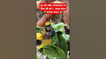 अमावस्या पर करे 7 चंदन के बिंदी का उपाय #pandit_pradeep_ji_mishra #pradeepmishra #mahadev #subscribe