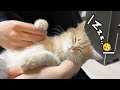 おうちにきて1ヶ月の猫が可愛すぎる