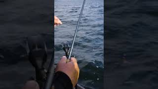 Next-Level Sensitivity: Inside Fenwick’s 7'1" Medium Elite Rod #fenwickfishing #walleyefishing #fish