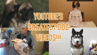 Top 10 BEST DOG VIDEOS you never realised you needed in your life!!
Playlist: https://www.youtube.com/playlist?list=PL5AyEAeiVaotv0r9N4kguav3v12KG5jC2
Hey you! Yes, you! Have you downloaded Ecosia yet! Ecosia is a search engine, just like google, except all the profits go towards planting trees in the places that need it the most, at no extra cost towards you! This is not a paid promotion, I just think its such an easy way to help the environment and the search engine itself has a nice layout and is easy to use! Find out more and download ecosia today! (no viruses, promise, Ive been using this daily with no problems)
https://info.ecosia.org/what
song credits:
Song Title: Events
Music by JP Lukini
https://soundcloud.com/adictum/events
Music provided by Adictum https://youtube.com/Adictum Top 10 BEST DOG VIDEOS you never realised you needed in your life!!