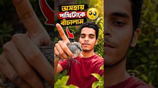 অসহায় পাখিটাকে নতুন জীবন দিলাম 😲 | #rijupetsvlog #rescue #shorts