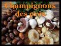 Balade dautomne champignons des prs unis vers nature