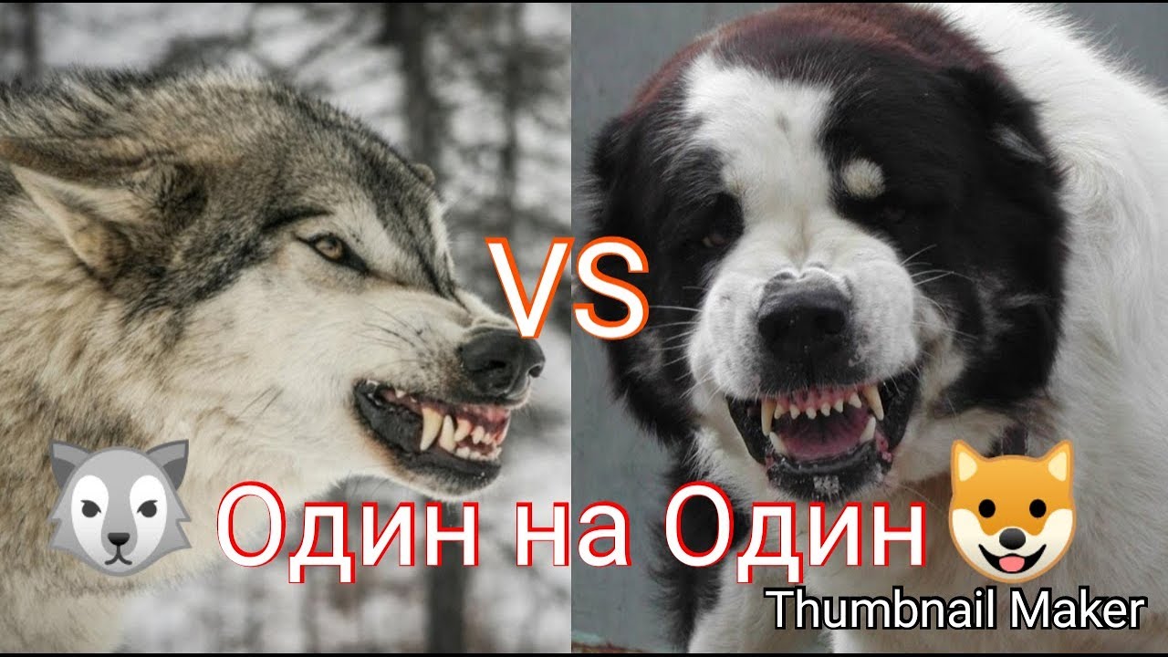 Волк против Алабая. КТО сильнее?!