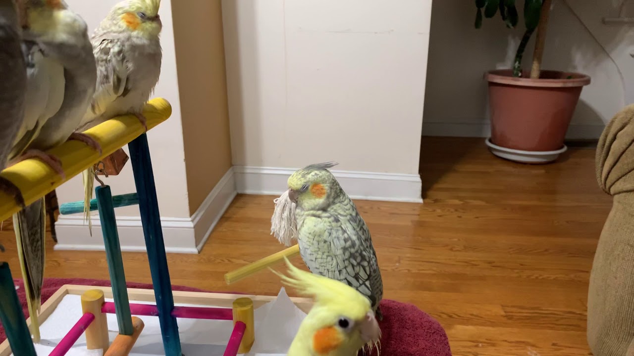 Babies Cockatiels tamed and hand fed YouTube