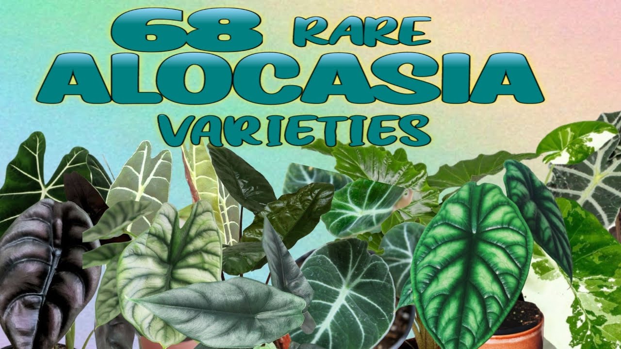 68 RARE ALOCASIA PLANTS+ ALOCASIA VARIETIES /ELEPHANT EAR /AFRICAN MASK