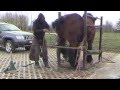 Belgian Draft kicking with hind legs due to mud fever- meeting farrier