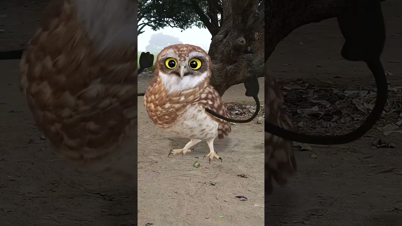 Fun VFX & Dance Adventures for Kids! 🦉🎉 || This video only for child baby 🐥🍼 