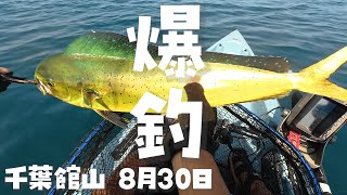 シイラ爆釣！大きいソウダガツオも！館山カヤックフィッシング2025年8月30日