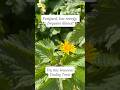 Support energy with a spring cleanse! #energy #natural #health #immunity #immunity #detox #cleanse