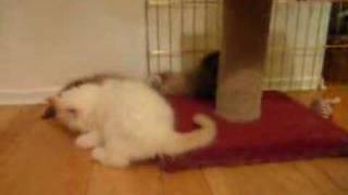 Kitten Sparring by 4atopcat 1,476 views 16 years ago 2 minutes, 43 seconds