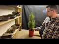 Fun Bonsai project for Nursery Stock Alberta Spruce