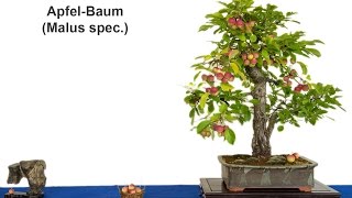 Ausstellung ber Bonsai des AK Aichtal-Filder 2016 - YouTube