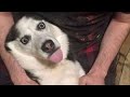 Husky Is Silliest Creature On Earth -  FUNNIEST Animals Video