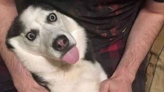 Husky Is Silliest Creature On Earth   FUNNIEST Animals Video