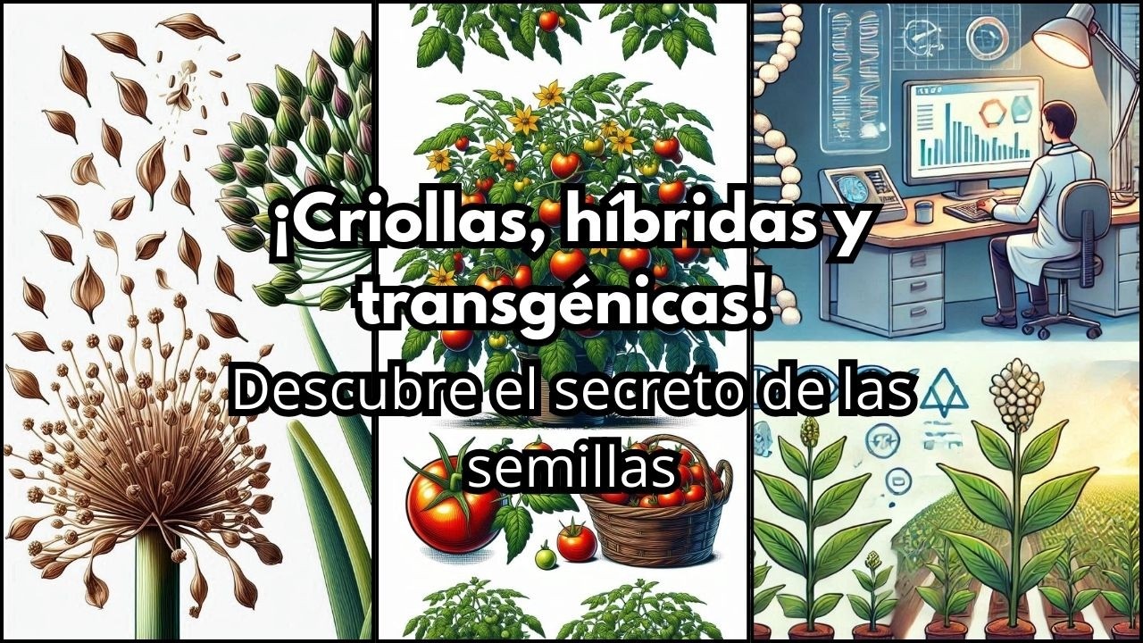 Diferencia entre semillas criollas, híbridas y transgénicas. Guía completa para principiantes!