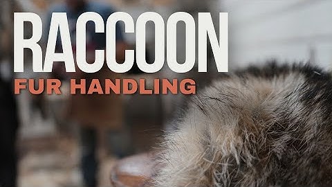 How to Skin and Flesh a Raccoon - Fur Handling