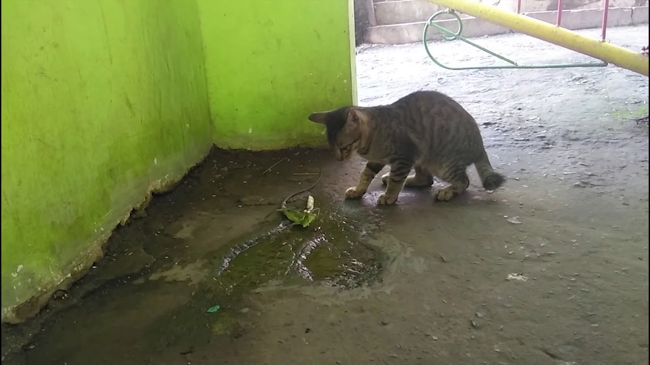 koeching vs kadal item, ulo ijo, kadal ijo