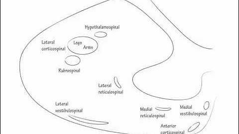 Spinal Cord Descending Pathways   Draw it to Know it   Neuroanatomy Tutorial