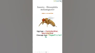 🧪 CSIR NET Embryology Crash Course: Egg Types & Cleavage!