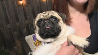 What you need to know about Pugfest 2024 in Louisville