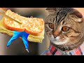 How to make one pan egg toast WITH cat and pets